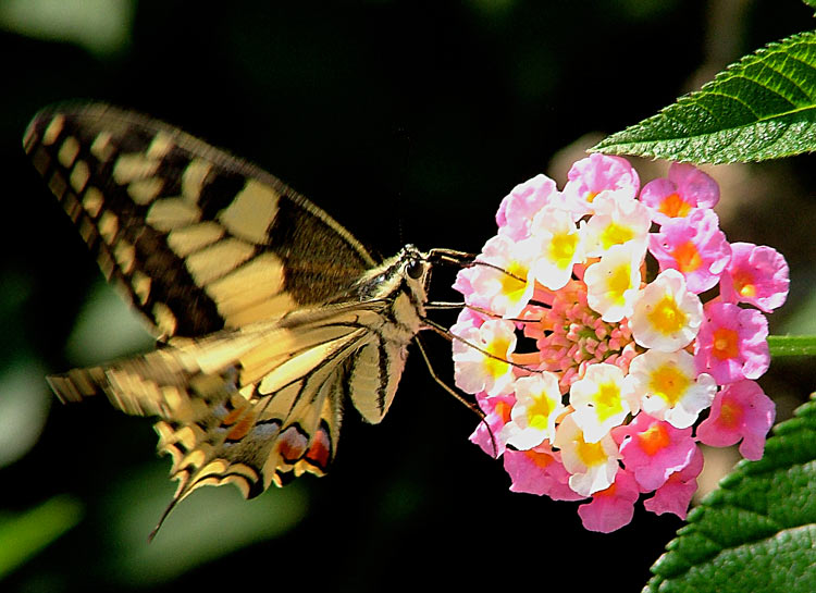 Colori della natura